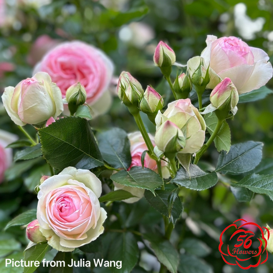 Eden Climber Romantica
