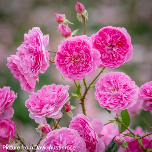 Harlow Carr