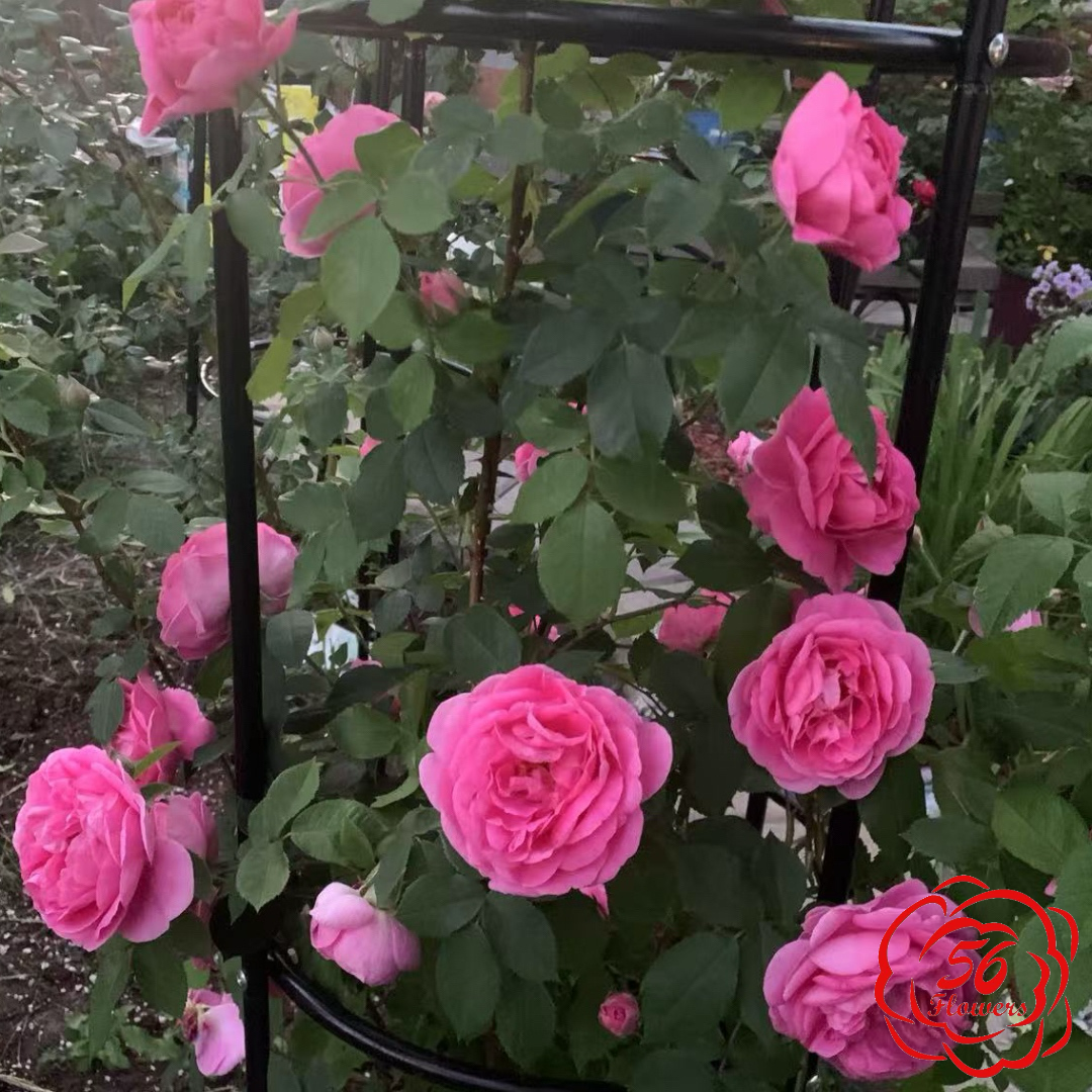 Gertrude Jekyll