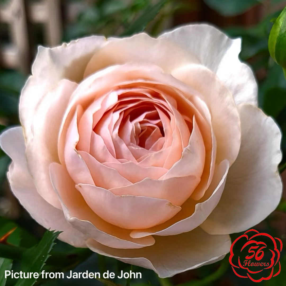 Heritabe Roses Heritage – 56Flowers