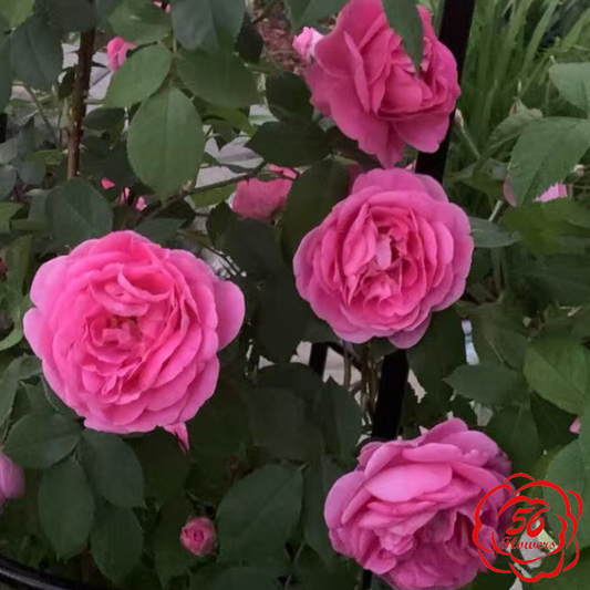 Gertrude Jekyll