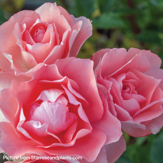 Kiss of Passion