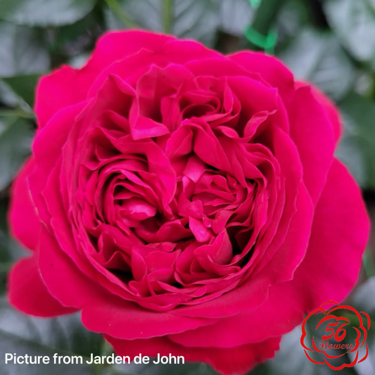 Red Eden Climber