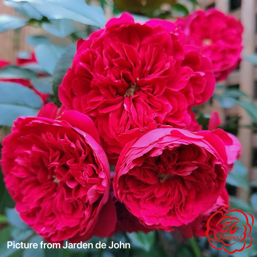 Red Eden Climber