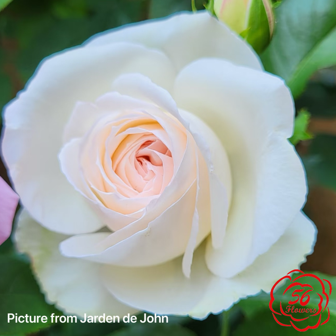 White Eden Climber