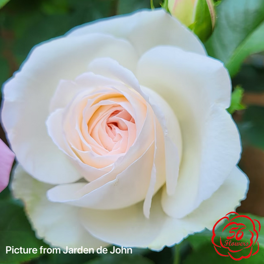 White Eden Climber