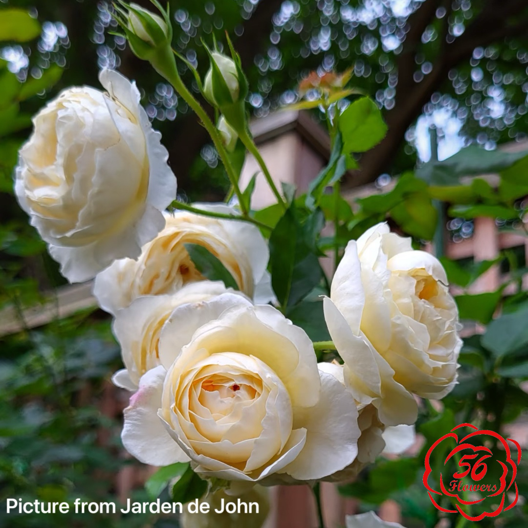 Rose Marie