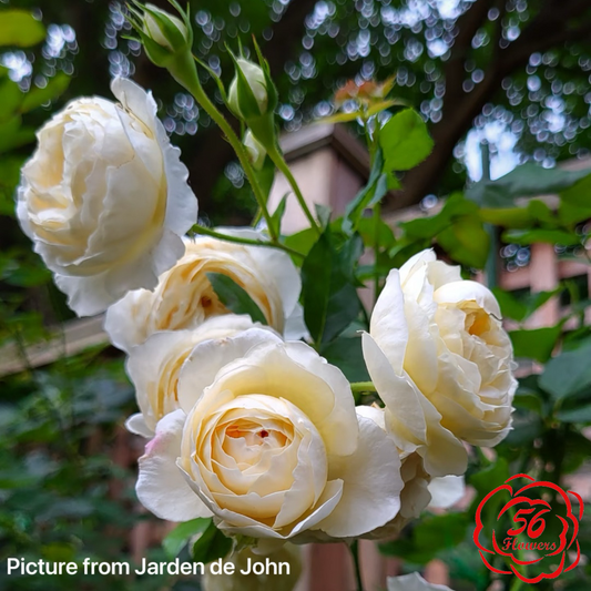 Rose Marie