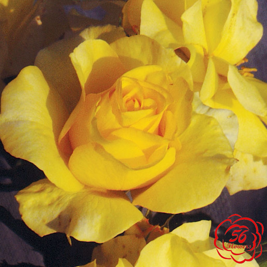 Yellow Blaze
