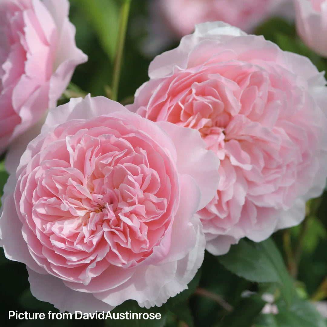 Wisley 2008