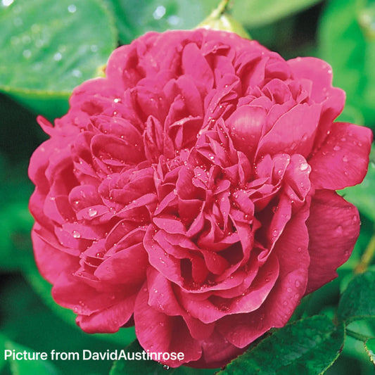 Rose De Rescht