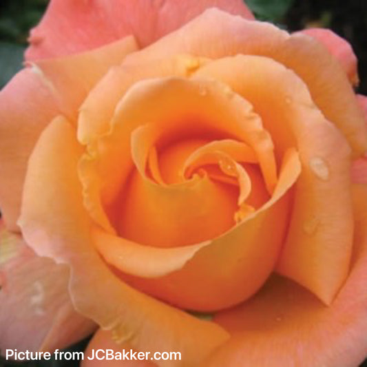 Rosemary Harkness