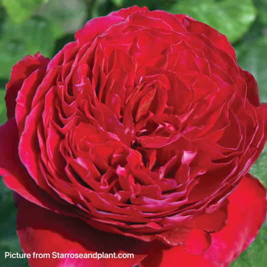 Rouge Royale