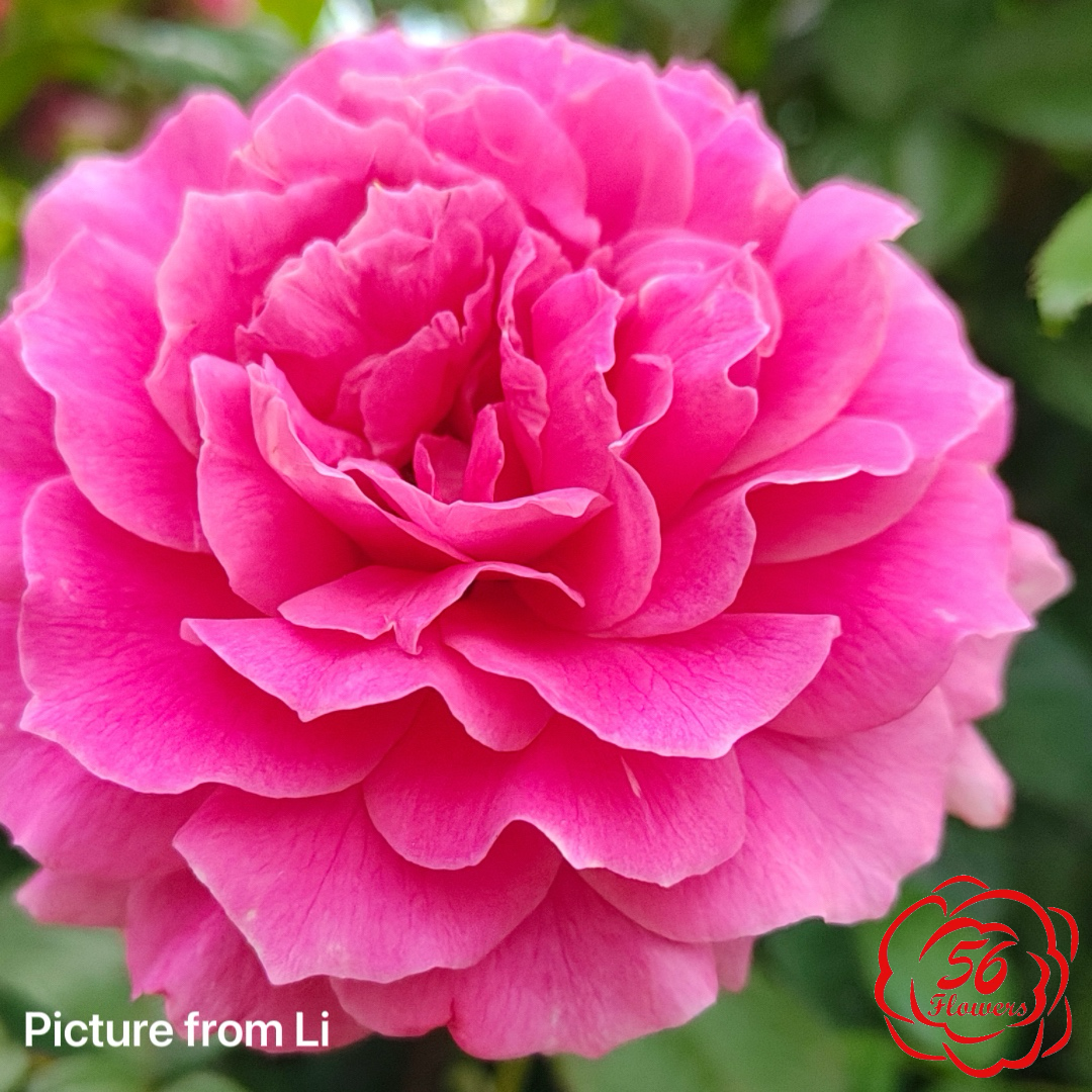 Pink Traviata