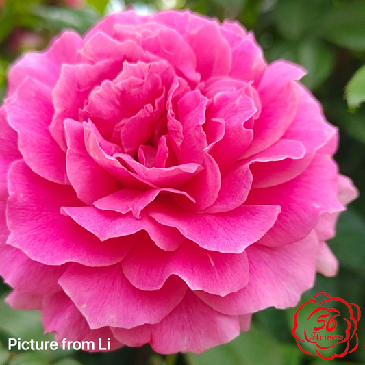 Pink Traviata