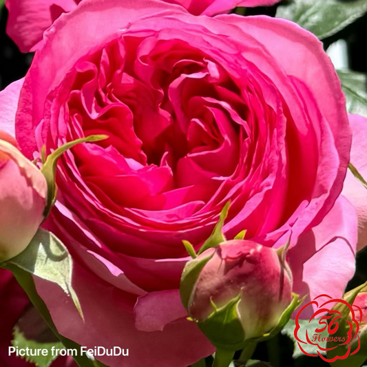 Pretty in Pink Eden Climber
