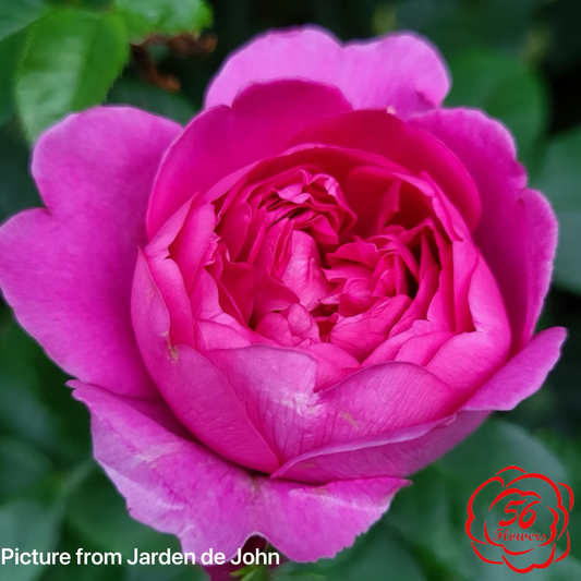 Princess Anne