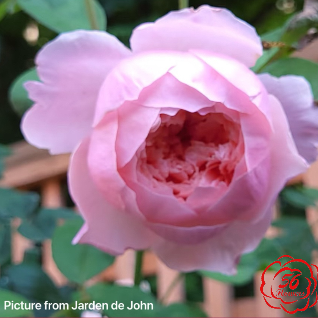 The Alnwick Rose