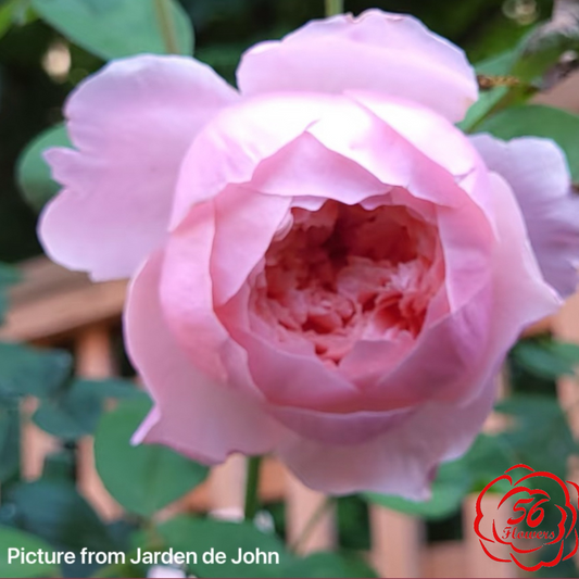 The Alnwick Rose