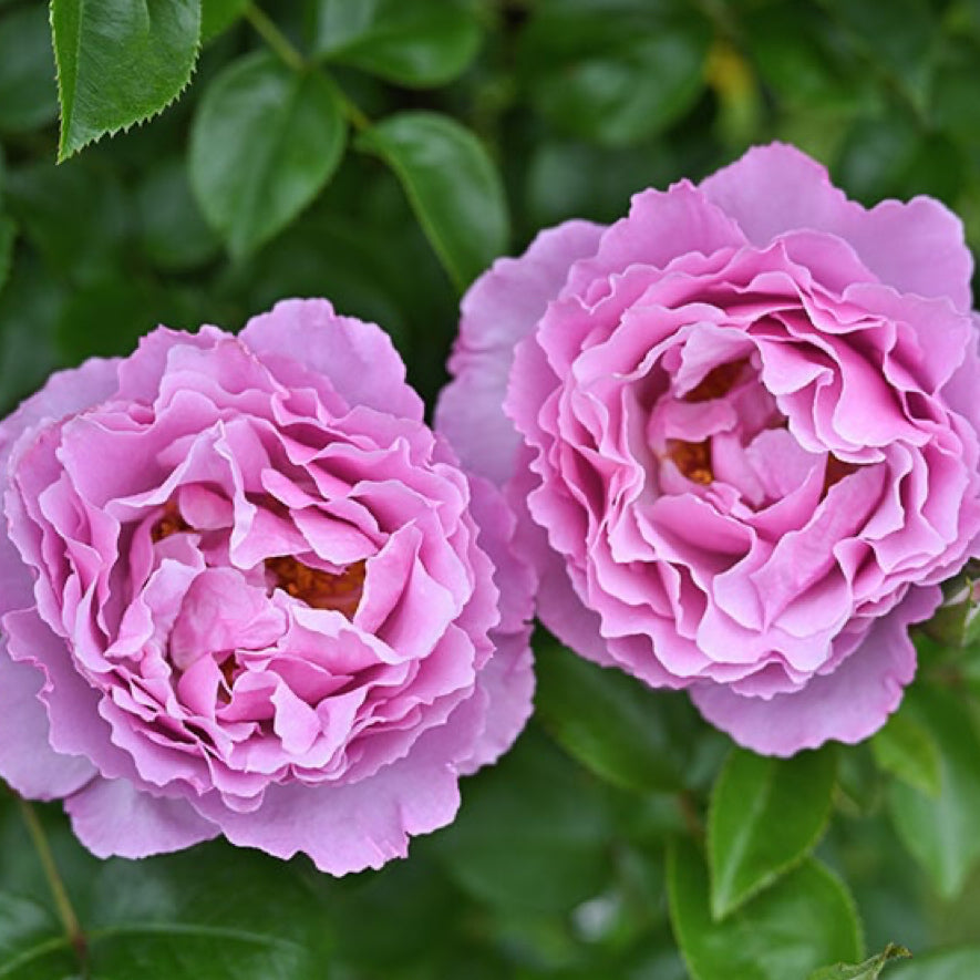 Alexandra David Neel