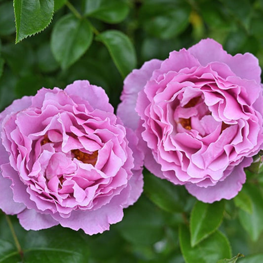 Alexandra David Neel