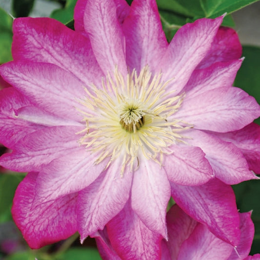 Clematis ASAO