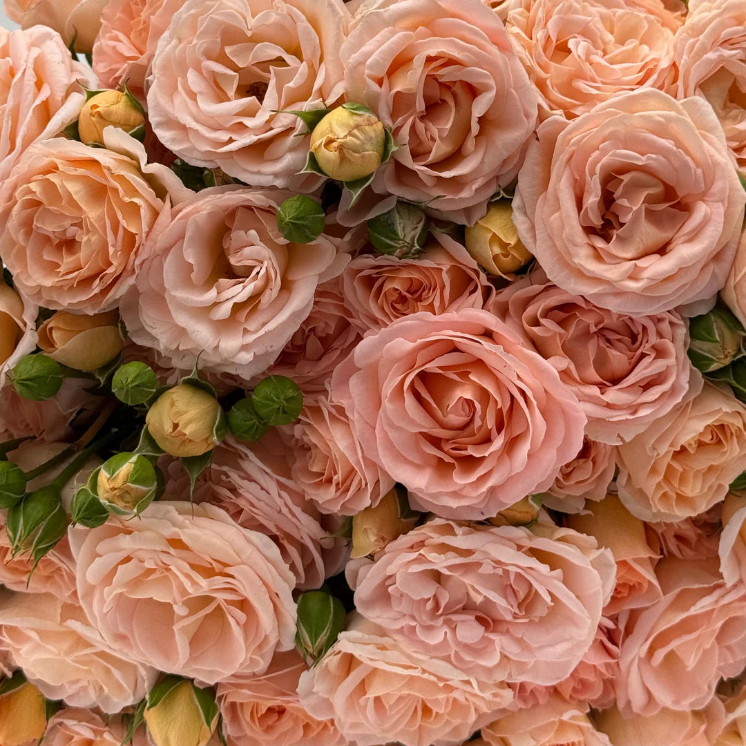 Juliana Set Roses Julianne™ – 56Flowers