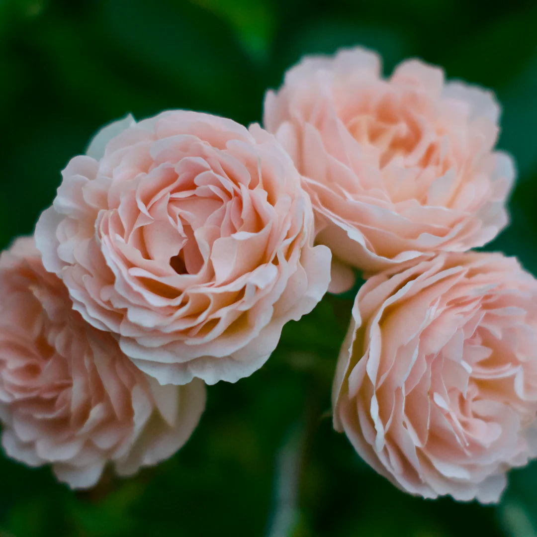 Juliana Set Roses Julianne™ – 56Flowers
