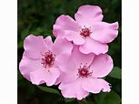 Dainty Bess