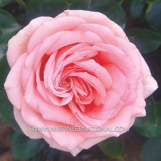 Organza
