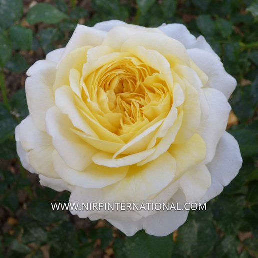 Rose de Bretagne