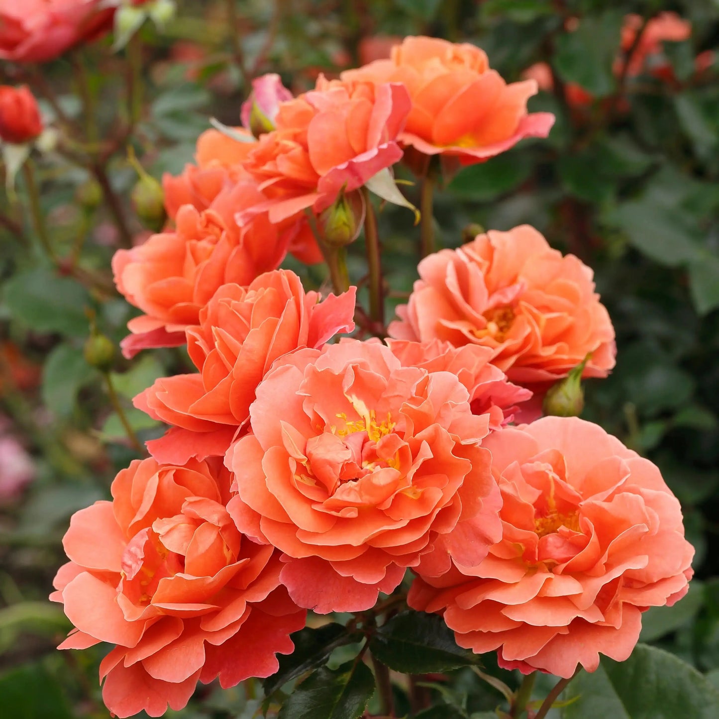 Theodor Fontane Rose™ 冯塔纳玫瑰