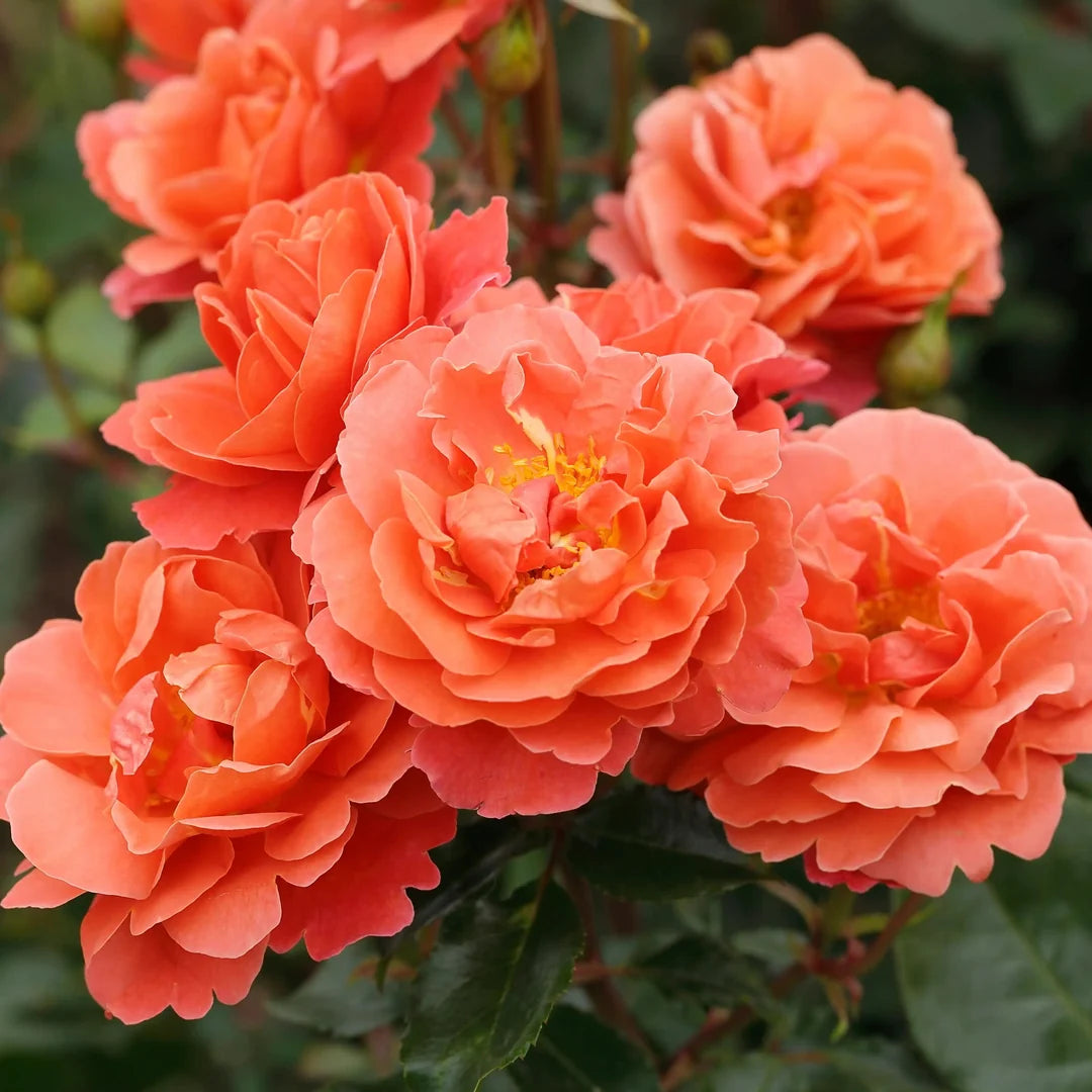 Theodor Fontane Rose™ 冯塔纳玫瑰