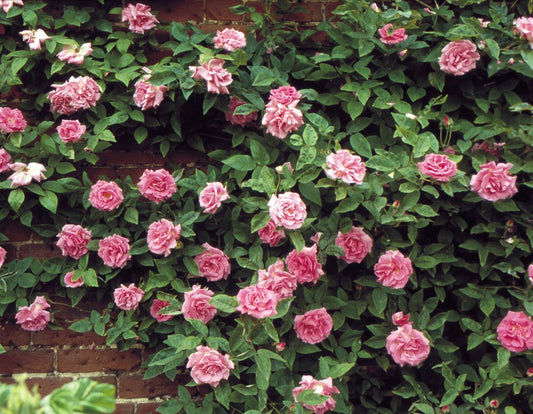 Zephirine Drouhin