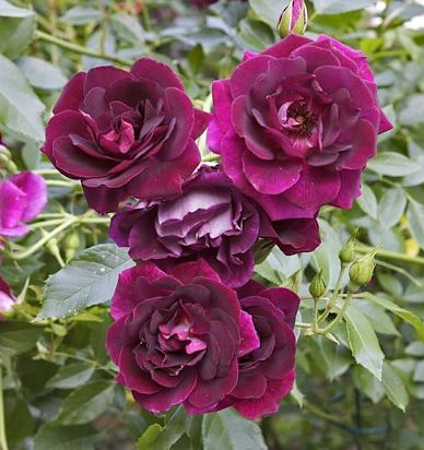 Burgundy Iceberg