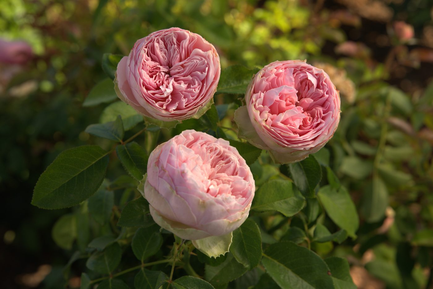 Pride of Jane™ 简的骄傲