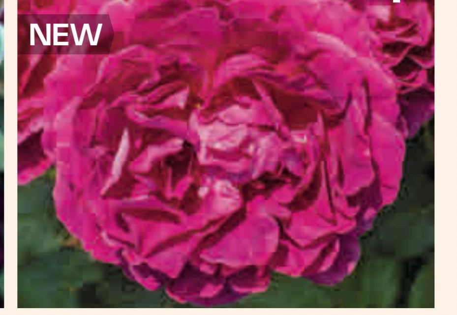 Roseberry Beret