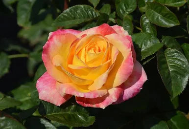 Love and Peace