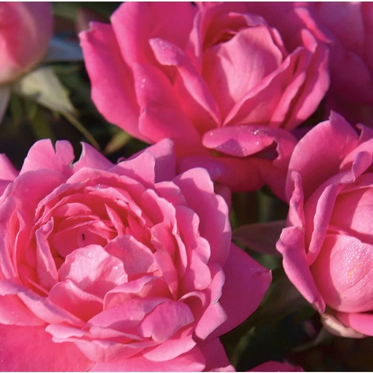 Pink Double Knock Out