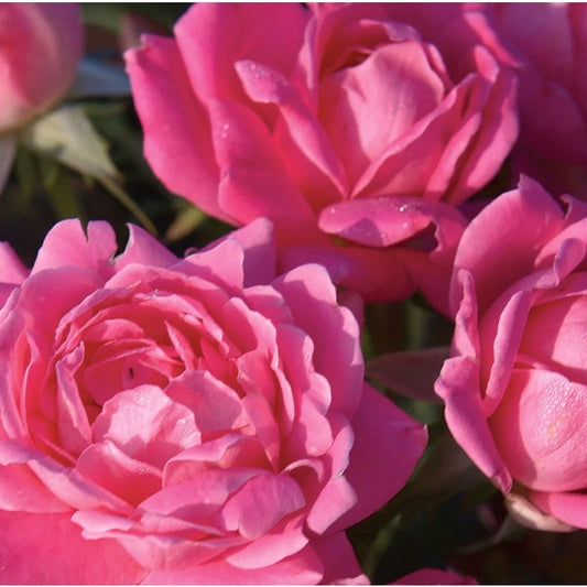 Pink Double Knock Out