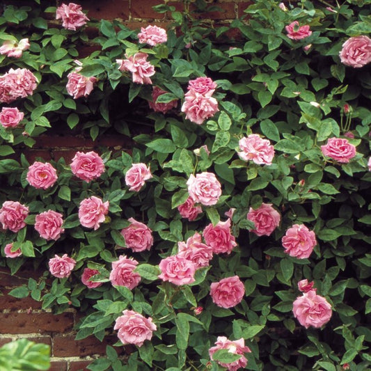 Zephirine Drouhin