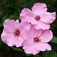 Dainty Bess