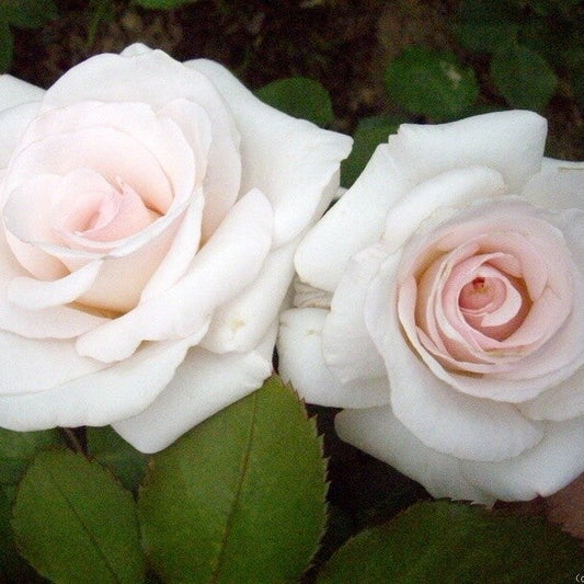 Anniversary Blush